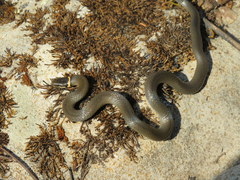 Diadophis punctatus stictogenys