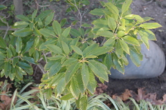 Castanopsis cuspidata