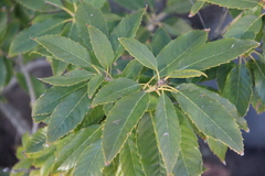 Castanopsis cuspidata