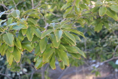 Castanopsis cuspidata