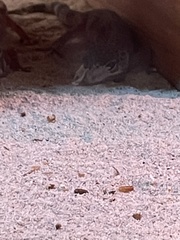 Correlophus ciliatus