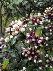 Baccharis tricuneata