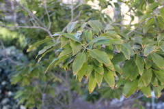 Castanopsis cuspidata