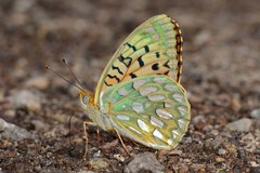 Speyeria callippe harmonia