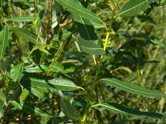 Salix acutifolia