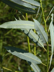 Salix acutifolia