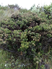 Baccharis tricuneata