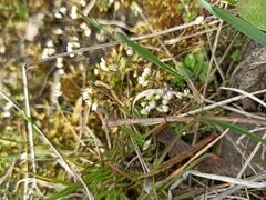 Draba verna