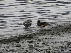 Tachyeres patachonicus