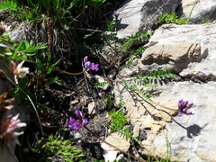 Oxytropis montana