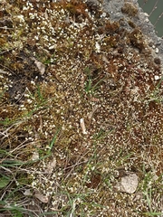 Draba verna
