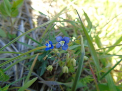 Veronica glauca