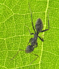Camponotus niveosetosus