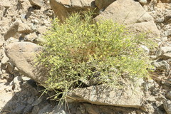 Ochradenus arabicus