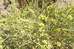 Ochradenus arabicus