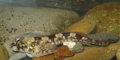 Lepidoblennius haplodactylus