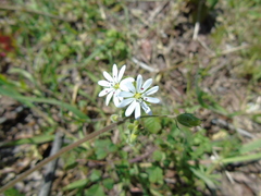 Stellaria cupaniana