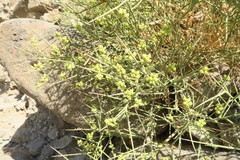 Ochradenus arabicus