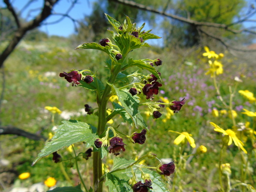 Nettle-leaved Figwort