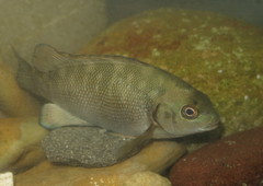 Girella elevata