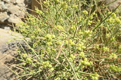 Ochradenus arabicus