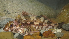 Chironemus marmoratus