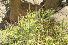 Ochradenus arabicus