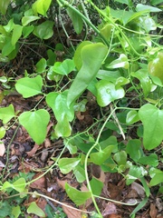 Smilax bona-nox