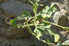 Physorhynchus chamaerapistrum