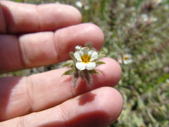 Alkanna corcyrensis