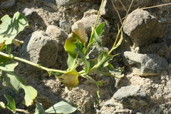 Physorhynchus chamaerapistrum