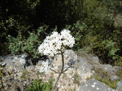 Valeriana italica