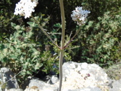 Valeriana italica