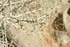 Plocama aucheri