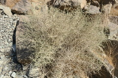 Plocama aucheri