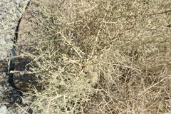 Plocama aucheri