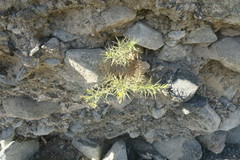 Pulicaria glutinosa