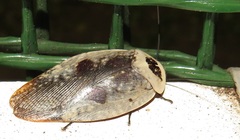 Gyna caffrorum