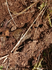 Formica lemani