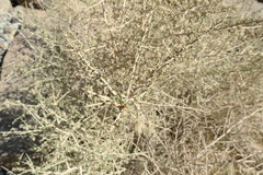 Plocama aucheri