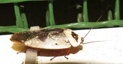 Gyna caffrorum