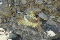 Pulicaria glutinosa