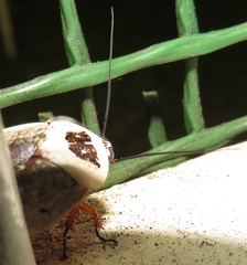 Gyna caffrorum