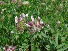 Anthyllis vulneraria rubriflora