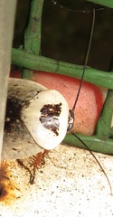 Gyna caffrorum