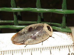 Gyna caffrorum