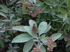 Junonia neildi varia