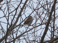 Turdus eunomus
