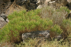 Pulicaria glutinosa