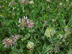 Anthyllis vulneraria rubriflora